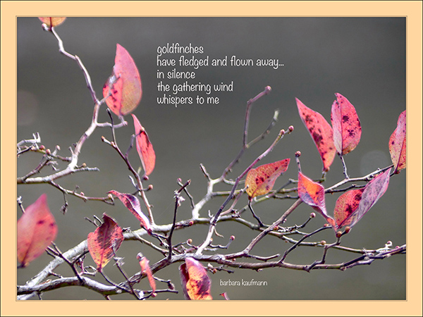 'goldfinches / have fledged and flown away...  / in silence / the gathering wind / whispers to me' by Barbara Kaufmann