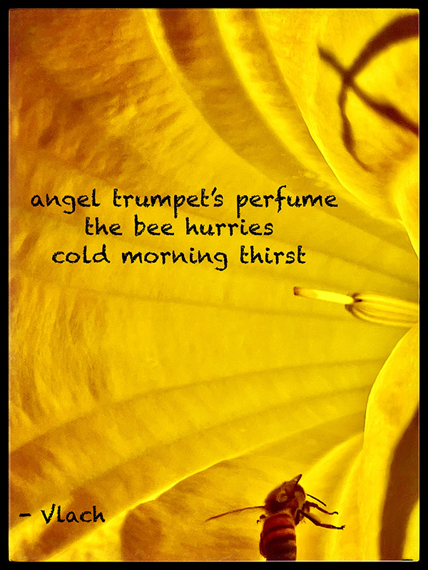 'angel trumpet's perfume  / the bee hurries / cold morning thirst' by William Vlach