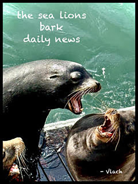 'the sea lions / bark / daily news' by William Vlach