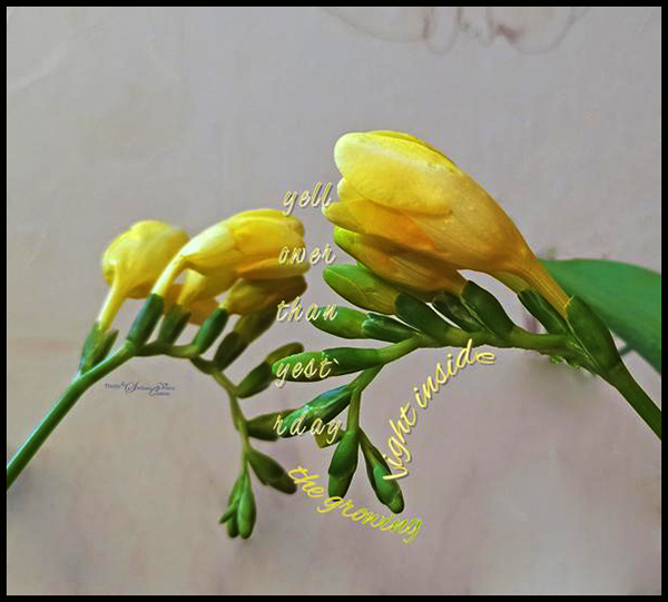 'yellower than yesterday / the growing light inside' by Steliana Voicu