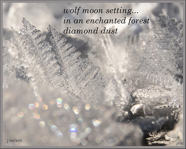 'wolf moon setting... / in an enchanted forest / diamond dust' by Jeff Nelson