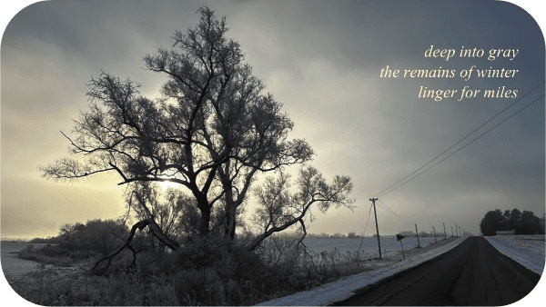 'deep into gray / the remains of winter / linger for miles' by Vicki Copp. Haiku fist published in Allpoetry, Feb 2024