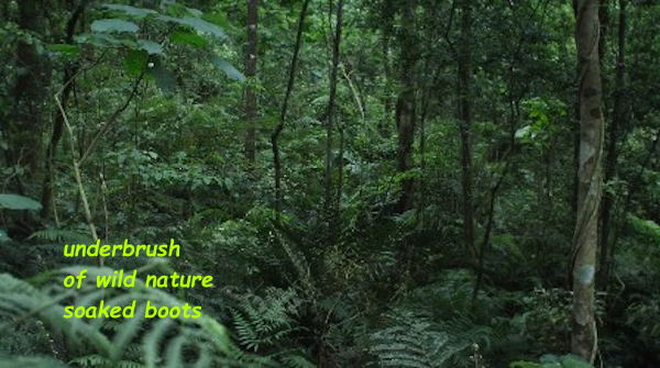'underbrush  / of wild nature / soaked boots' by Amin Pedziwater