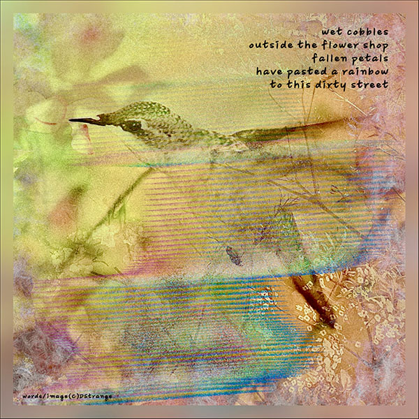 'wet cobbles / outside the flower shop / fallen petals / have pasted a rainbow / on this dirty street' by Debbie Strange.  Tanka first published in Ribbons 19.2, 2023