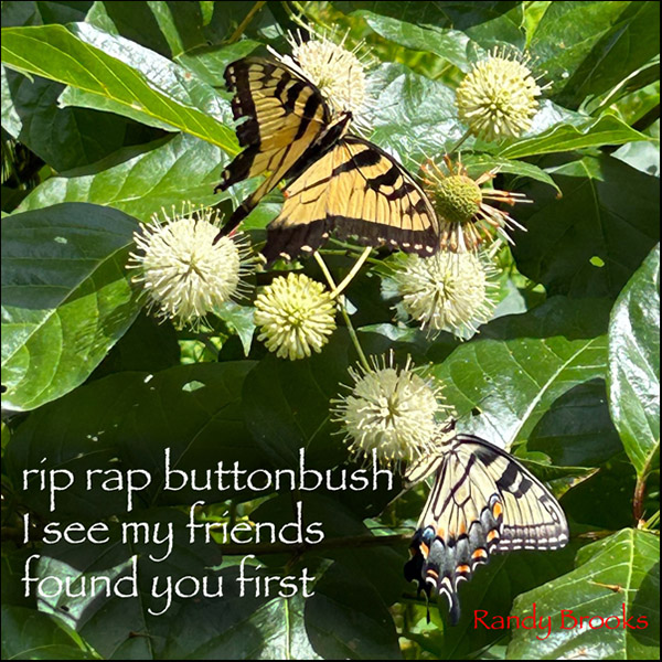'rip rap buttonbush / i see my friends / found you first' by Randy Brooks