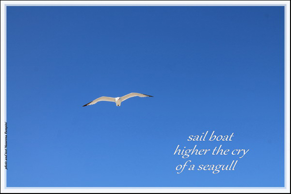 'sail boat / higher the cry / of a seagull' by Nazarena Rampini