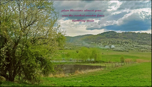 'plum blossoms almost gone... / over the crooked wooden fence / trembling moon' by Steliana Voicu