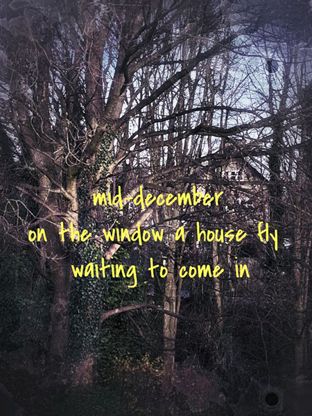 'mid-december / on the window a house fly / waiting to come in' by Melissa Dennison