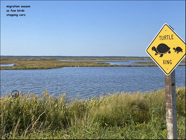 'migration season / so few birds / stopping cars' by Ingrid Bruck