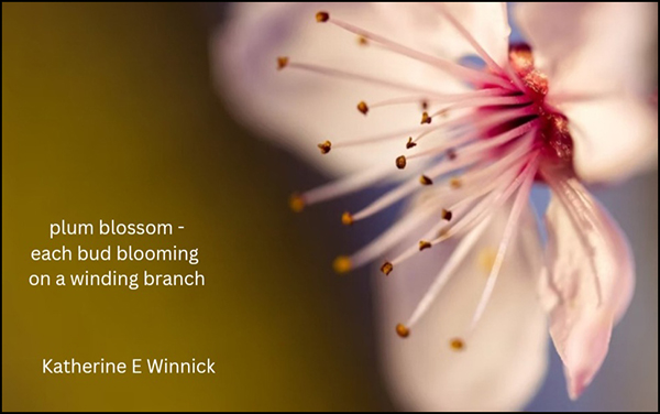 'plum blossom— / each bud blossoming / on a winding branch' by Katherine Winnick. Art by Canava