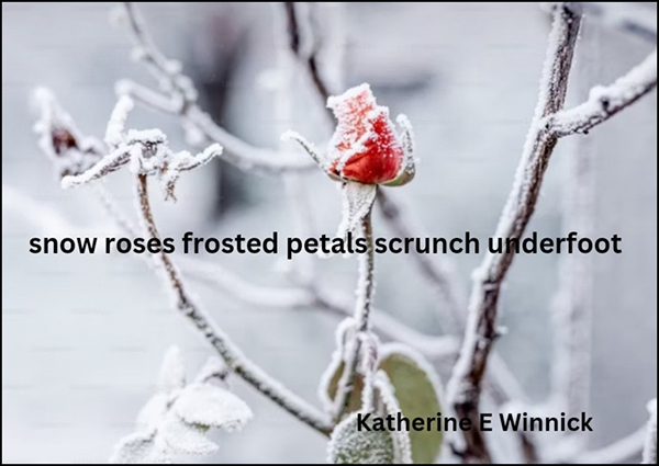 'snow roses frosted petals scrunch underfoot/ by Katherine Winnick. Art by unsplash
