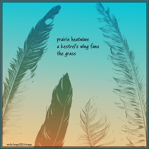 'prairie heat wave / a kestrel's wing fans / the grass' by Debbie Strange. Haiku first published in Acorn 52, 2024