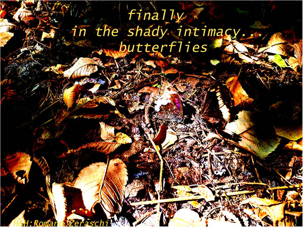 'finally / in the shady intimacy... / butterflies' by Romano Zeraschi