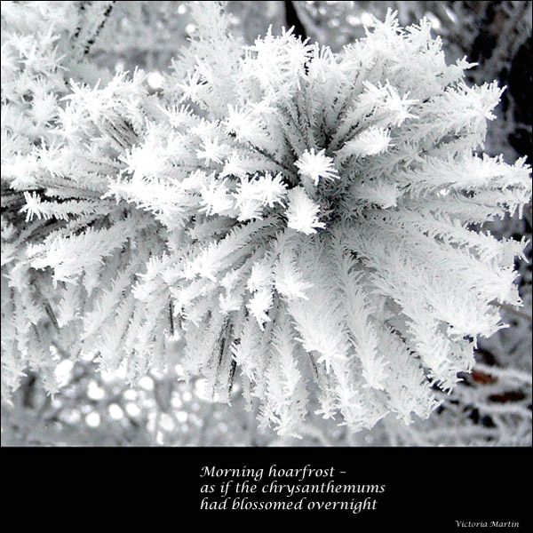 'morning hoarfrost— / as if the chrysanthemums  / had blossomed overnight' by Victoria Martin