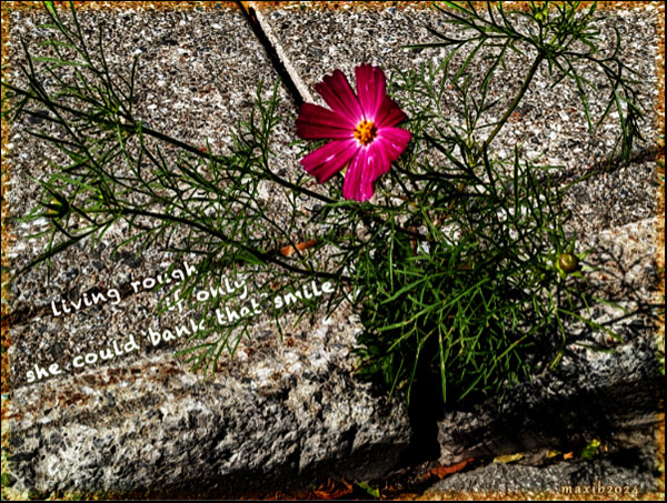 'living rough / if only / she could bank that smile' by Maxianne Berger