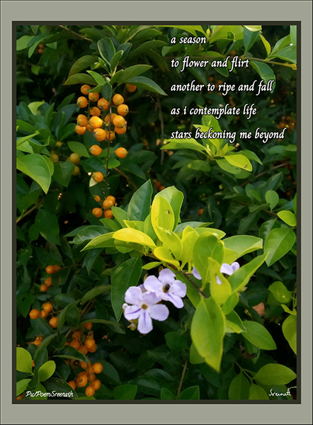 'a season / to flower and flirt / another to ripe and fall /  as i contemplate life / stars beckoning me beyond''  by Sreenath Mysore