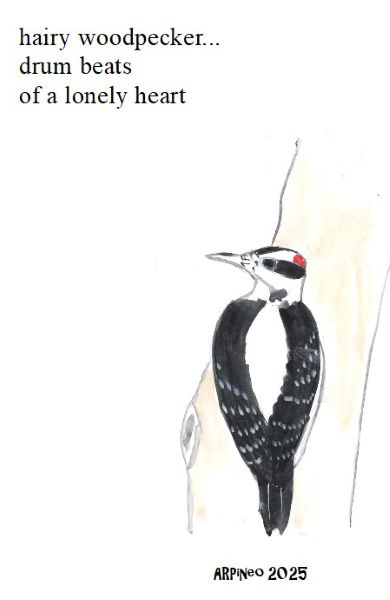 'hairy woodpecker... / drum beats / of a lonely heart' by Andrew Pineo