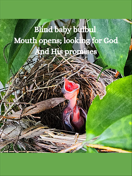 'blind baby bulbul / mouth opens; looking for god / and his promises' by Jamie Zhou
