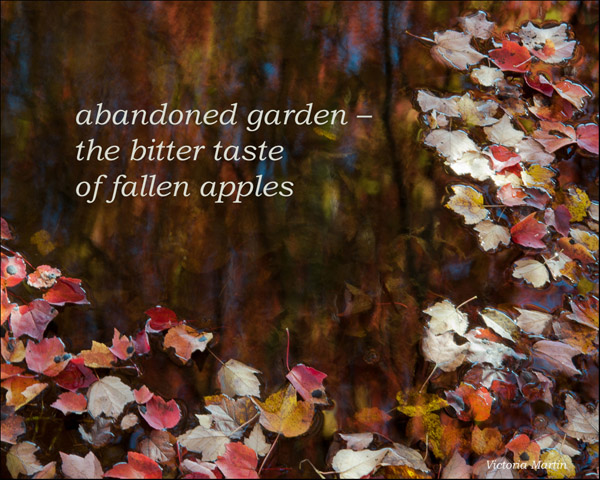 'abandoned garden— / the bitter taste / of fallen apples' by Victoria Martin