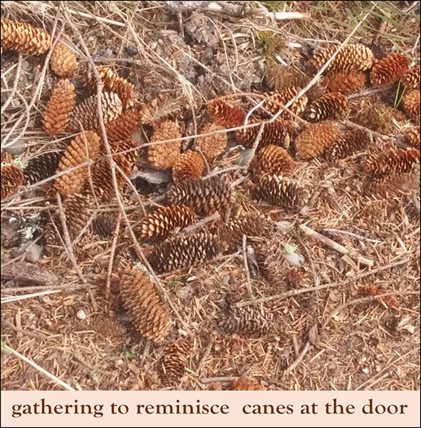 'gathering to reminisce  canes at the door' by Susan Roberts