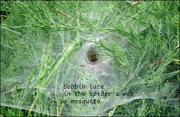 'bobbin lace / in the spider's web / a mosquito' by Angiola Inglese 'bobbin lace / in the spider's web / a mosquito' by Angiola Inglese