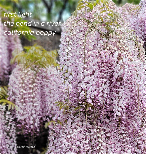 'first light / the bend in a river / california poppy' by Gareth Nurden