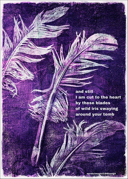 'and still / I am cut to the heart / by those blades / of wild iris swaying / around your tomb' by Debbie Strange. Tanka first published in Cattails October 2024