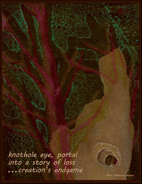 'knothole eye, a portal / into a story of loss / ...creation's end game' by MC Harper