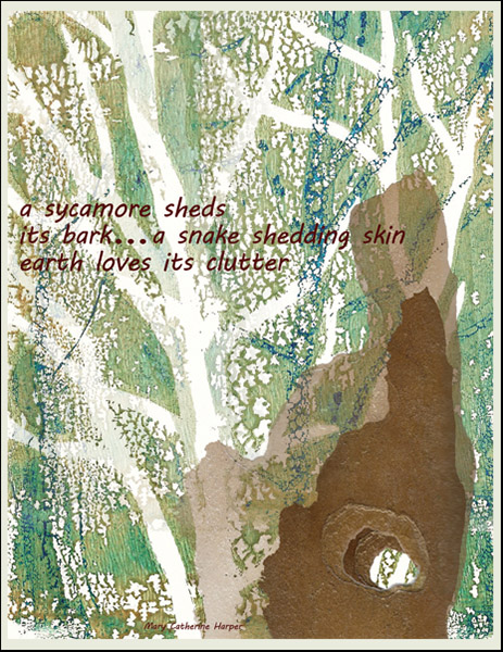 'a sycamore sheds / its bark...a snake shedding skin / earth loves its clutter' by MC Harper