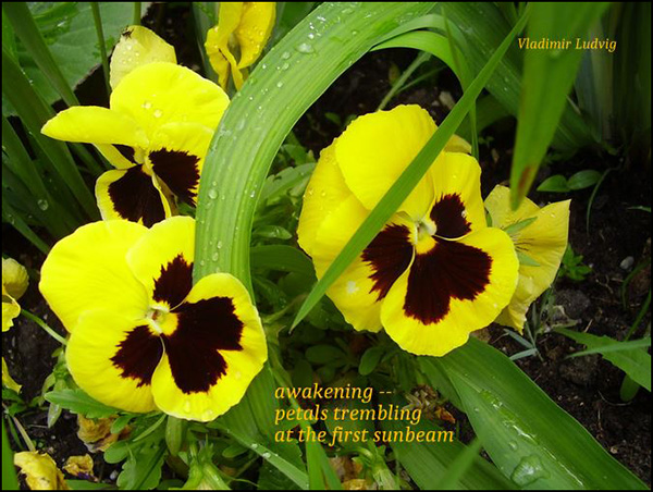 'awakening— /  petals trembling / at the first sunbeam' by Vladimir Ludvig