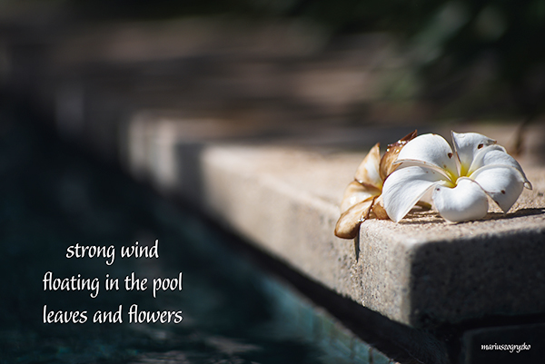 'strong wind / floating in the pool / leaves and flowers' by Mariusz Ogryzko