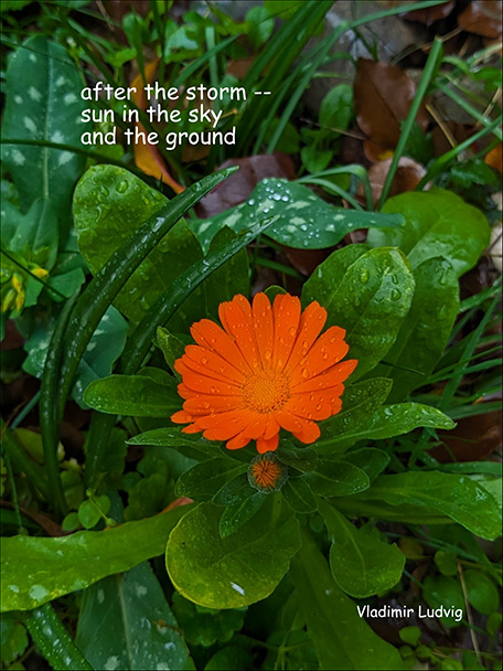 'after the storm— / sun in the sky / and in the ground' by Vladimir Ludvig