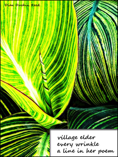 'village elder / every wrinkle / a line in her poem' by Dian Reed