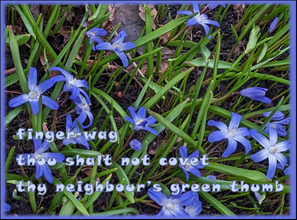 'finger-wag / thou shalt not covet / thy neighbour's green thumb' by Maxianne Berger