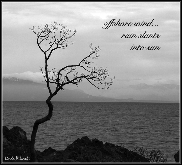'offshore wind... / rain slants / into sun' by Linda Pilarski. Haiku first published in Chrysanthemum, April 2010