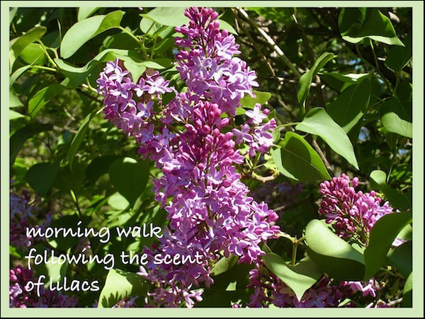 'morning walk / following the scent / of lilacs' by Adelaide Shaw
