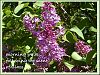 'morning walk / following the scent / of lilacs' by Adelaide Shaw