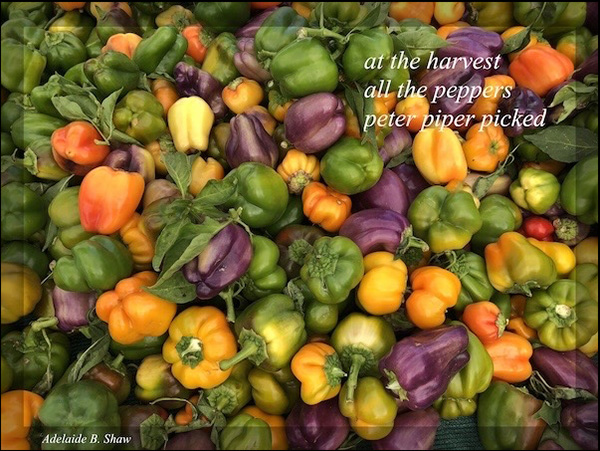 'all the harvest / all the peppers / peter piper picked' by Adelaide Shaw