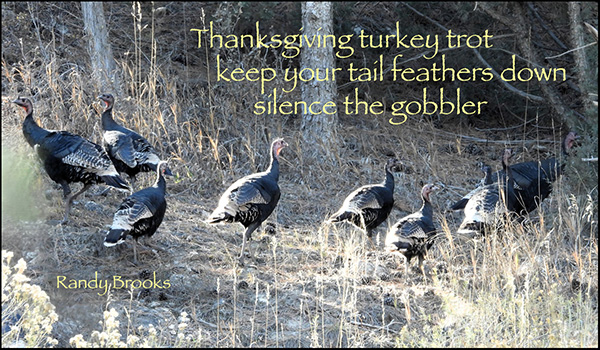 'thanksgiving turkey trot / keep your tail feathers down / silence the gobbler' by Randy Brooks. Art by Carol MacRury