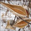 ''milkweed pods empty / the beauty of / promises kept' by Randy Brooks. Art byTom Clausen