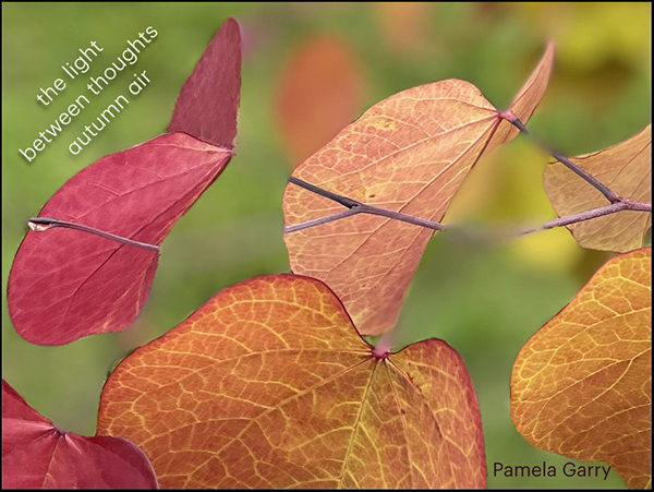 'the light  / between thoughts / autumn air' by Pamela Garry