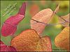 'the light  / between thoughts / autumn air' by Pamela Garry
