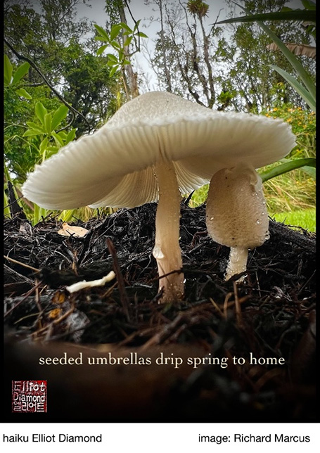 'seeded umbrellas drip spring to home'  by Elliot Diamond.  Art by Richard Marcus