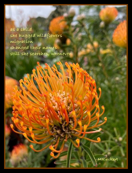 'as a child / she hugged wildflowers / migration / changed their names / still she searches, whenever' by Margaret Ruckert