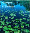 'leaves of waterlilies / make a puzzle / already solved / yet i ponder how to find / space for all my wishes' by Margaret Ruckert