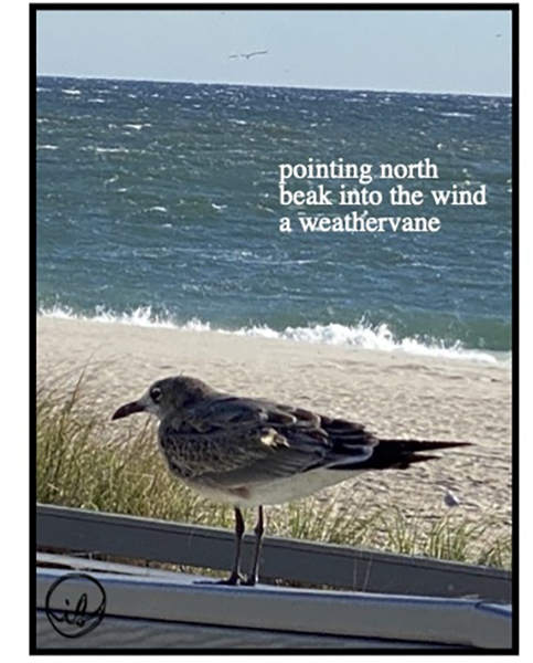 'pointing north / beak into the wind / a weathervane' by Ingrid Bruck