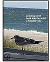 'pointing north / beak into the wind / a weathervane' by Ingrid Bruck