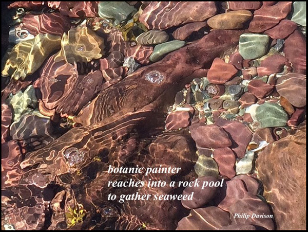 'botanic painter / reaches into a rock pool / to gather seaweed' by Philip Davison