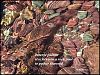 'botanic painter / reaches into a rock pool / to gather seaweed' by Philip Davison