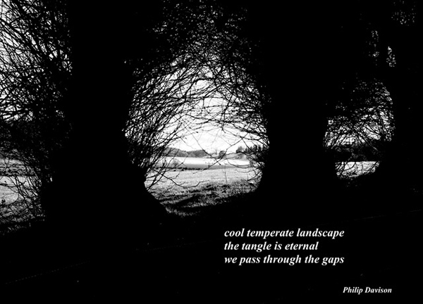 'cool temperate landscape / the tangle is eternal /  we pass through the gaps' by Philip Davison